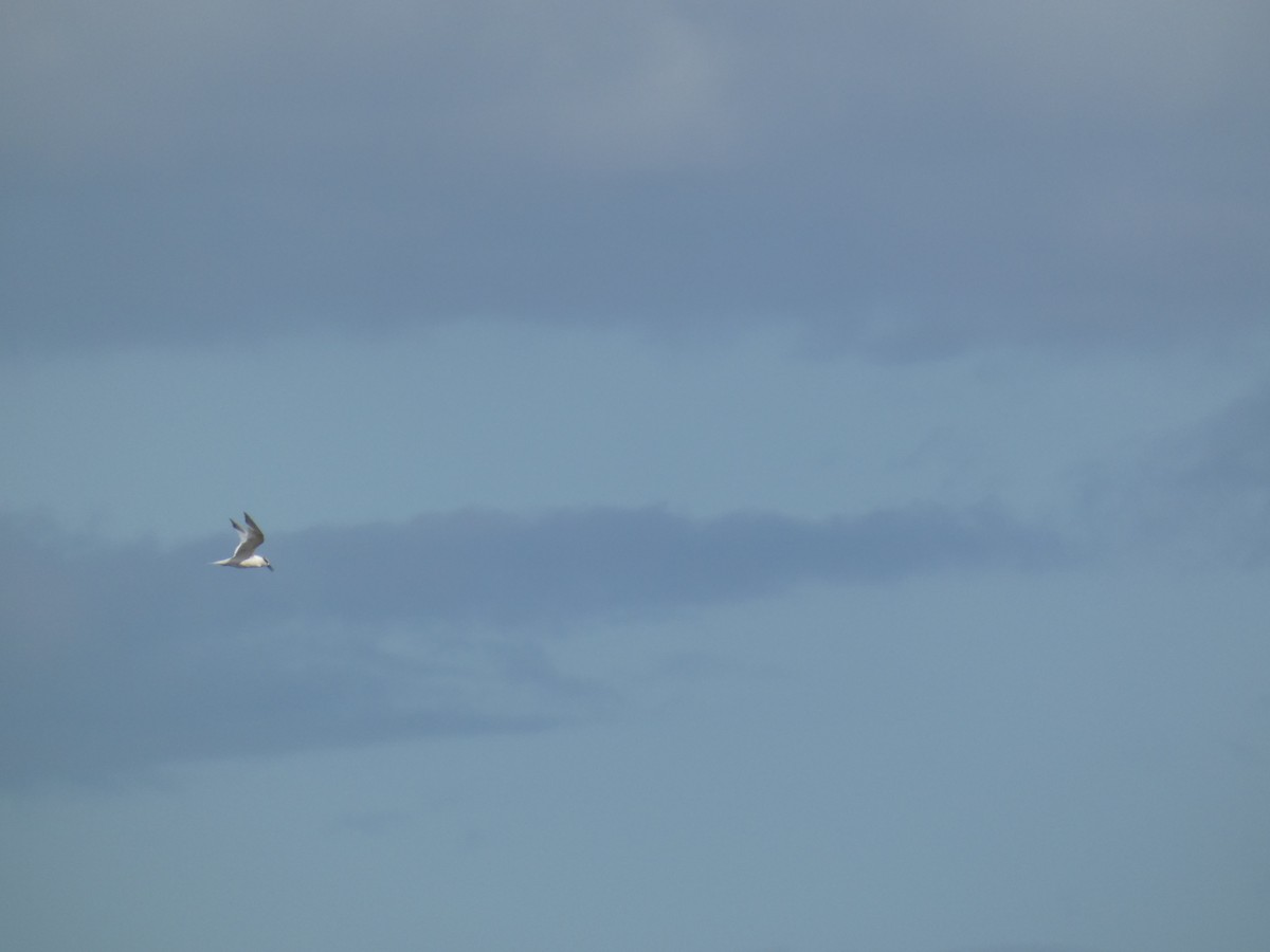 Kara Gagalı Sumru - ML646706870