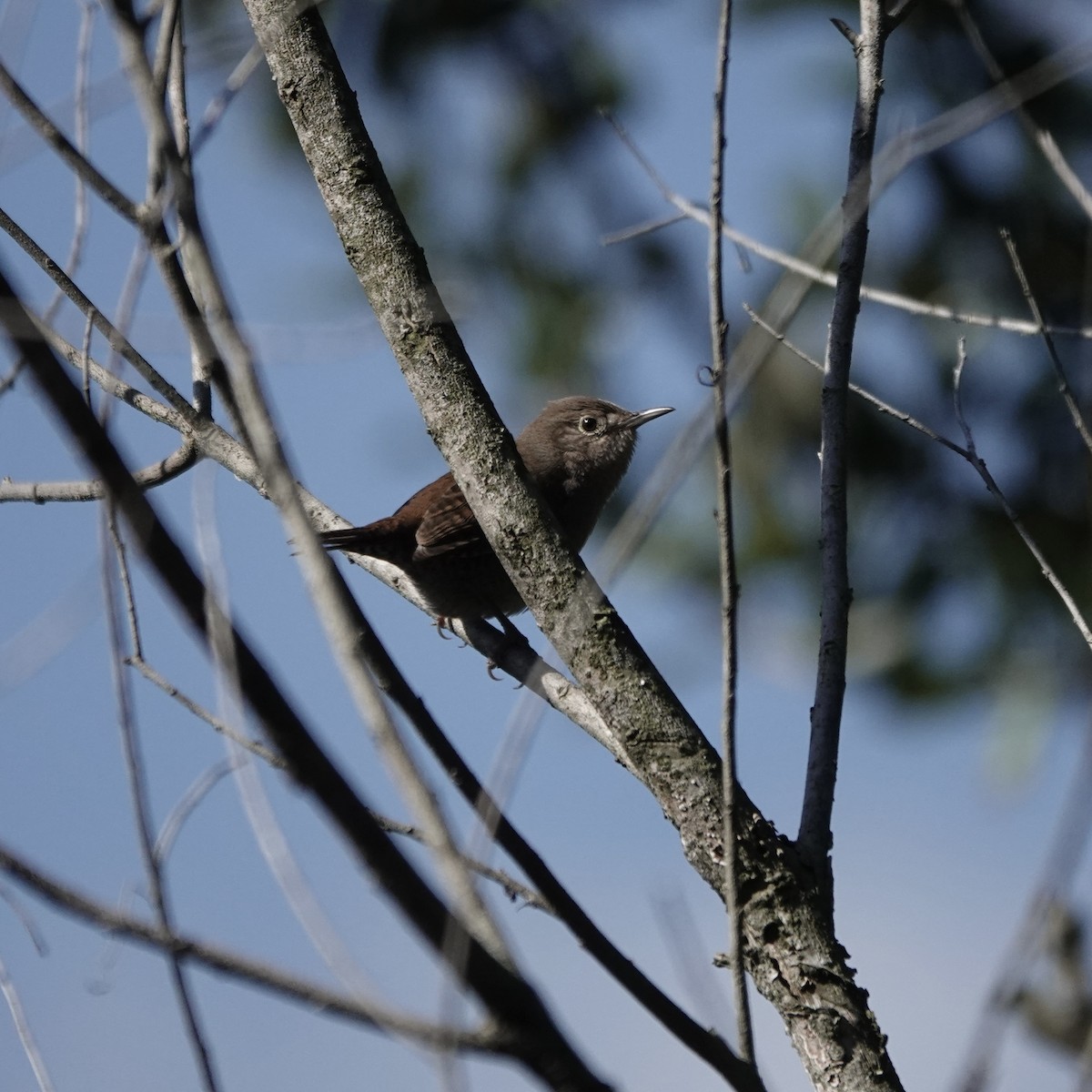 Northern House Wren - ML646706871