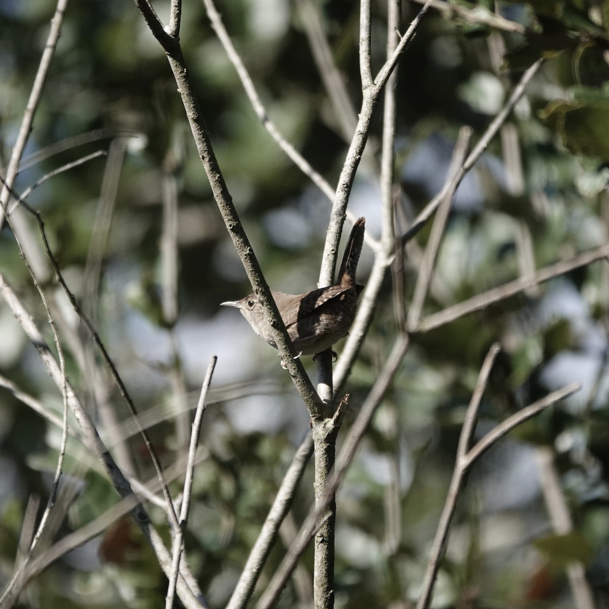 Northern House Wren - ML646706872