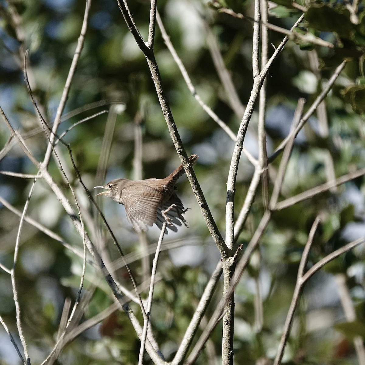Northern House Wren - ML646706874