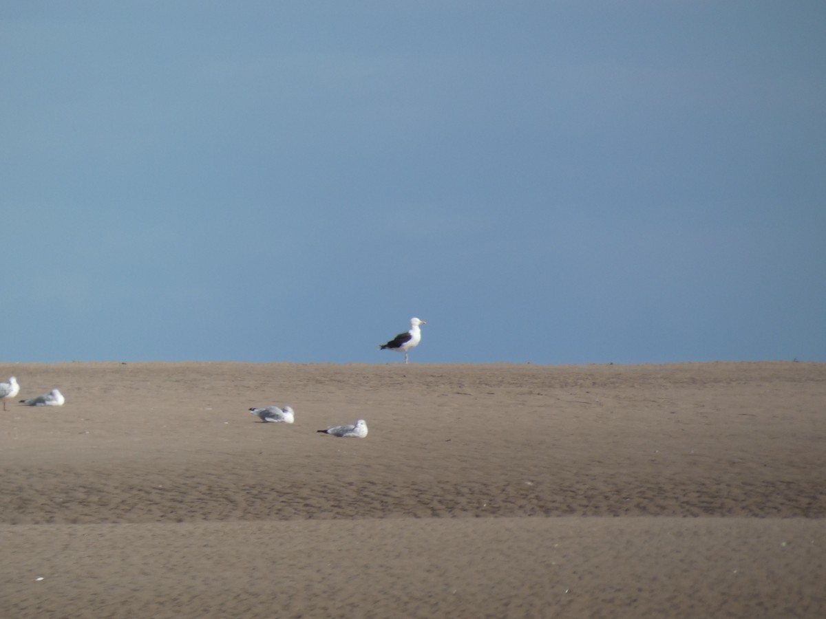 Büyük Kara Sırtlı Martı - ML646706878