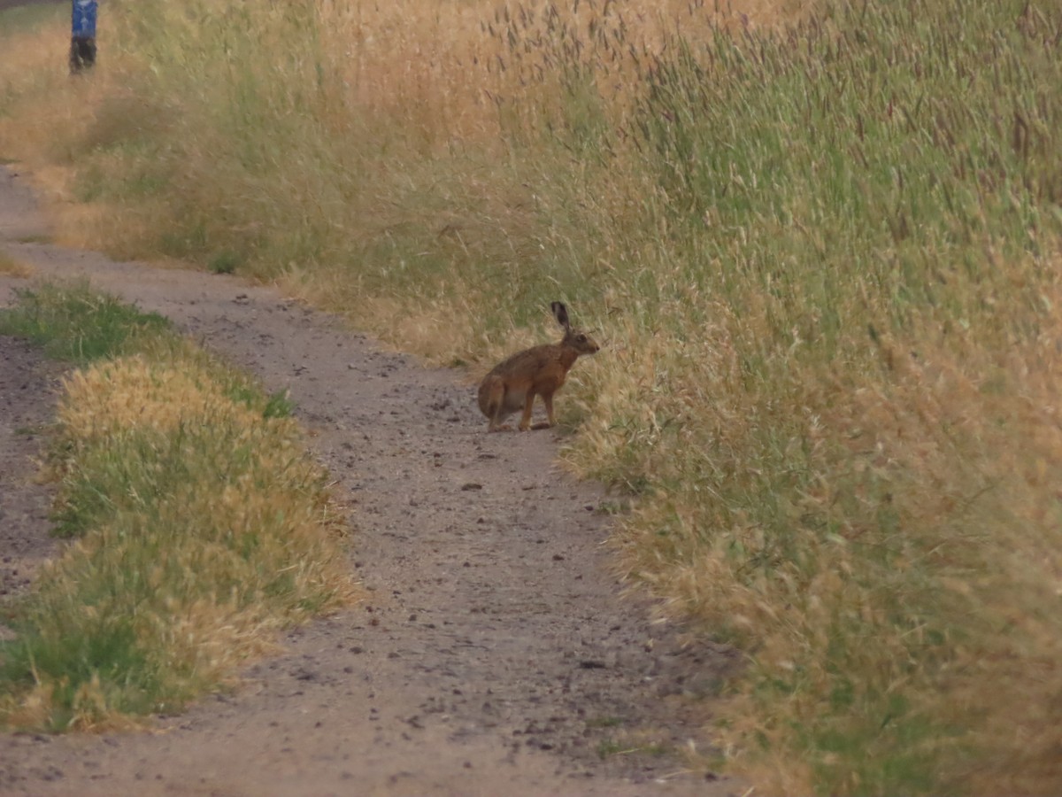 Wild European rabbit - ML646706882