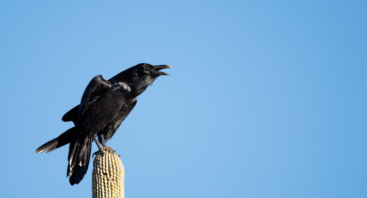 krkavec velký - ML646706884