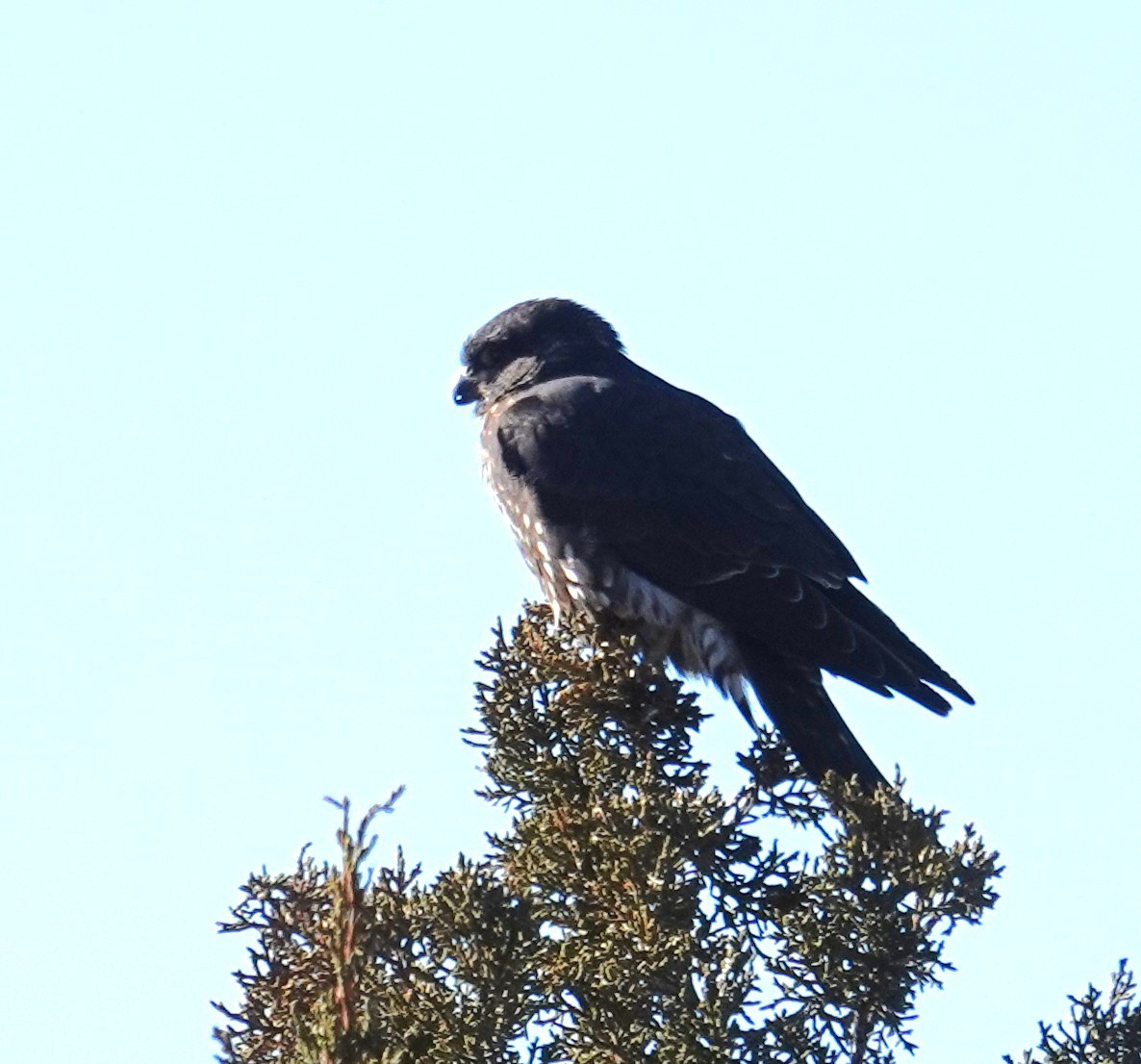 Boz Doğan - ML646706885