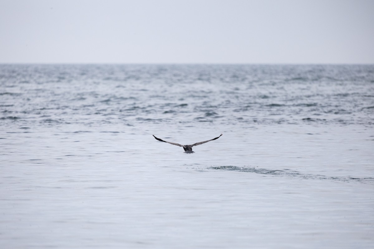 Kulaklı Karabatak - ML646706886