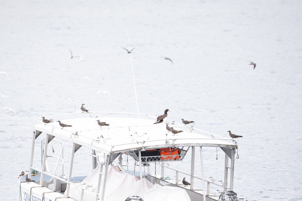 Kahverengi Nodi - ML646706887