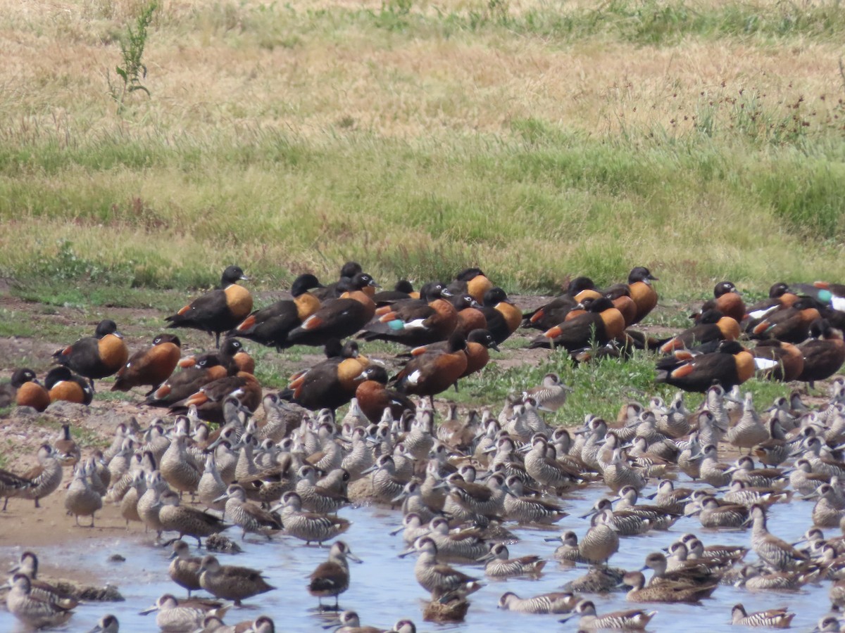 Avustralya Angıtı - ML646706888