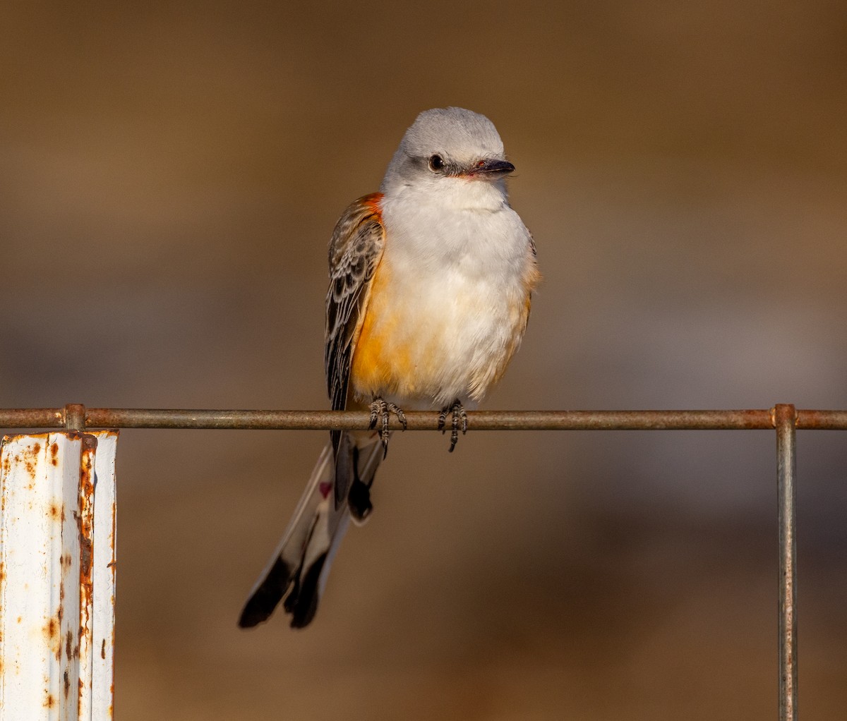Scissor-tailed Flycatcher - ML646706889