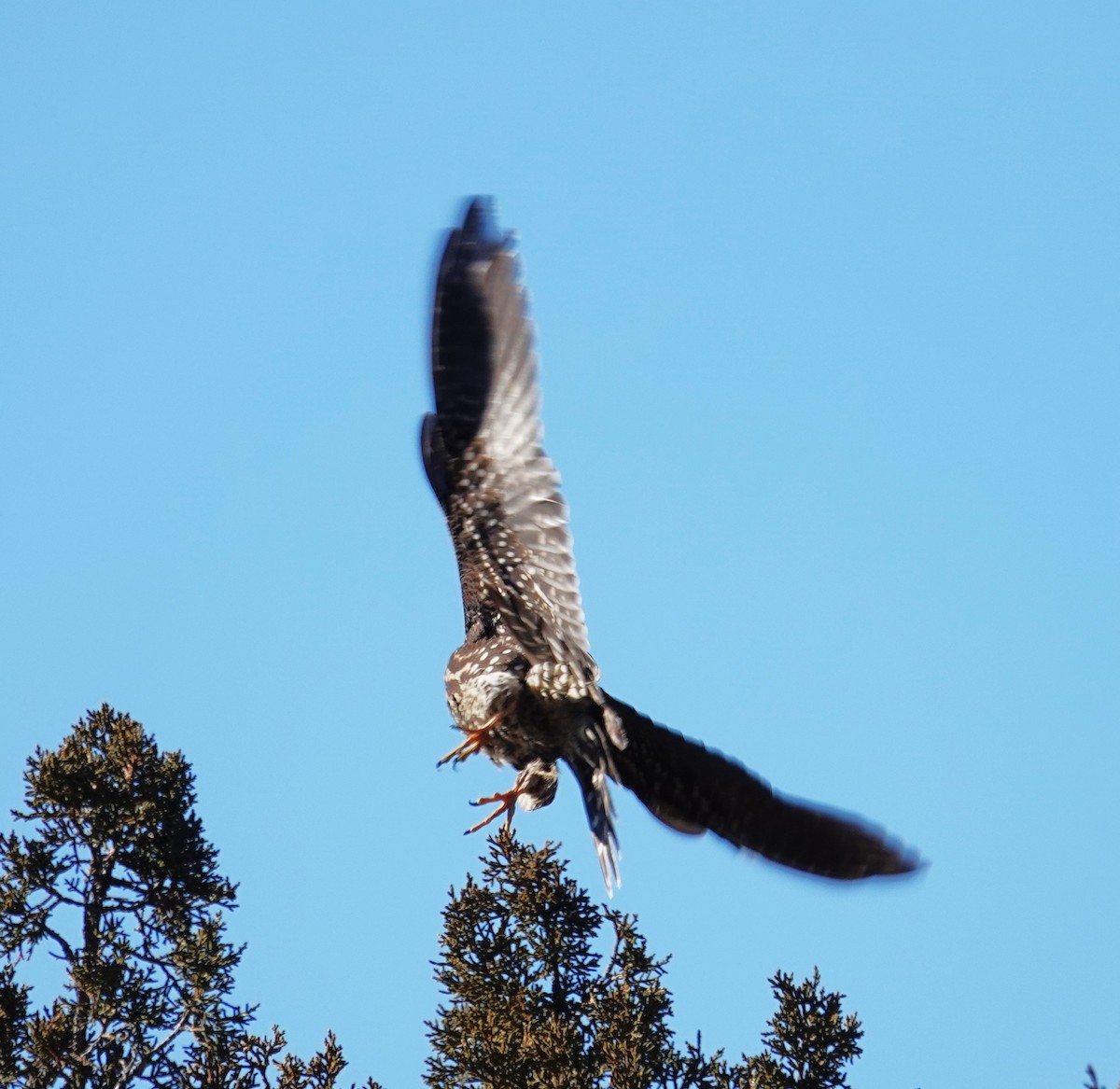 Boz Doğan - ML646706890