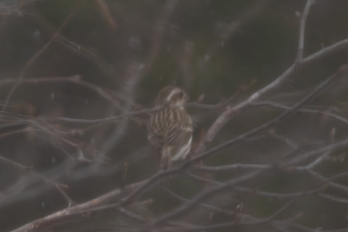 Camachuelo Purpúreo - ML646706891