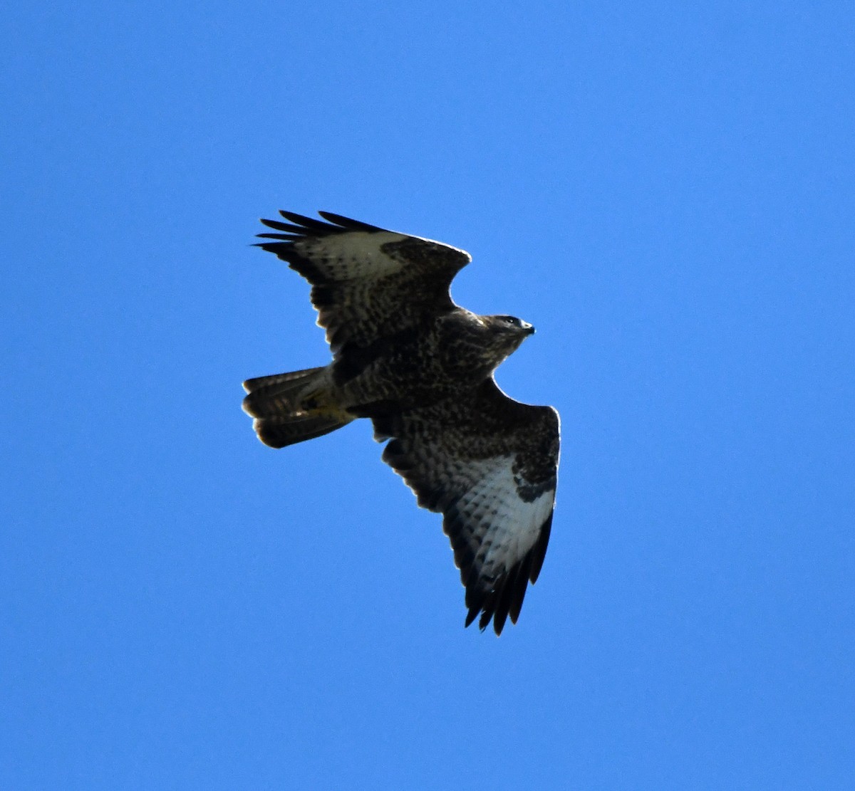 Şahin (buteo) - ML646706892