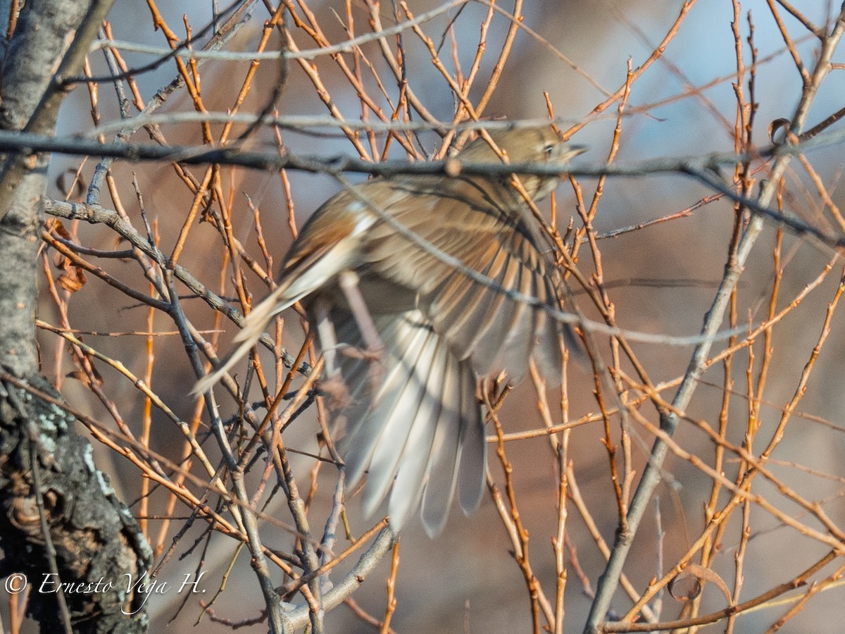 Münzevi Bülbül Ardıcı (faxoni/crymophilus) - ML646706894