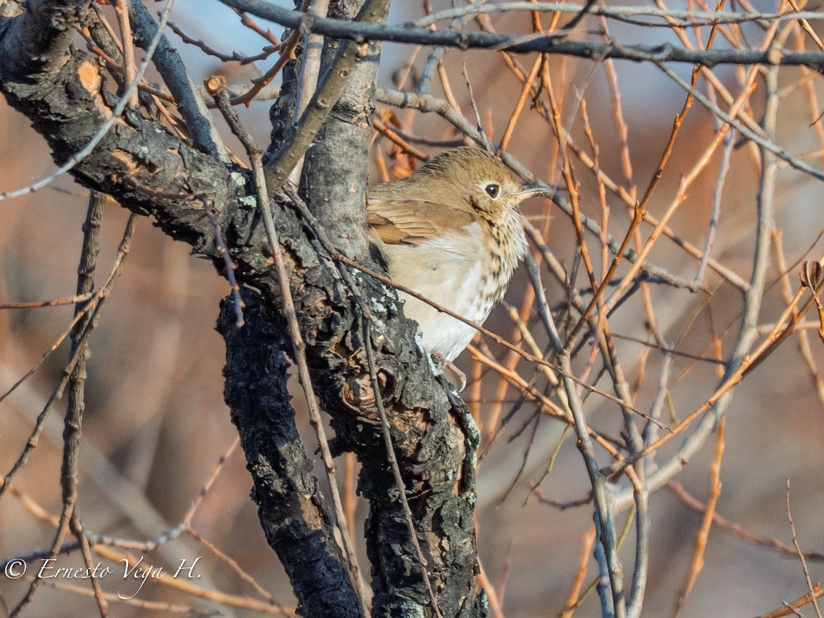 Münzevi Bülbül Ardıcı (faxoni/crymophilus) - ML646706895