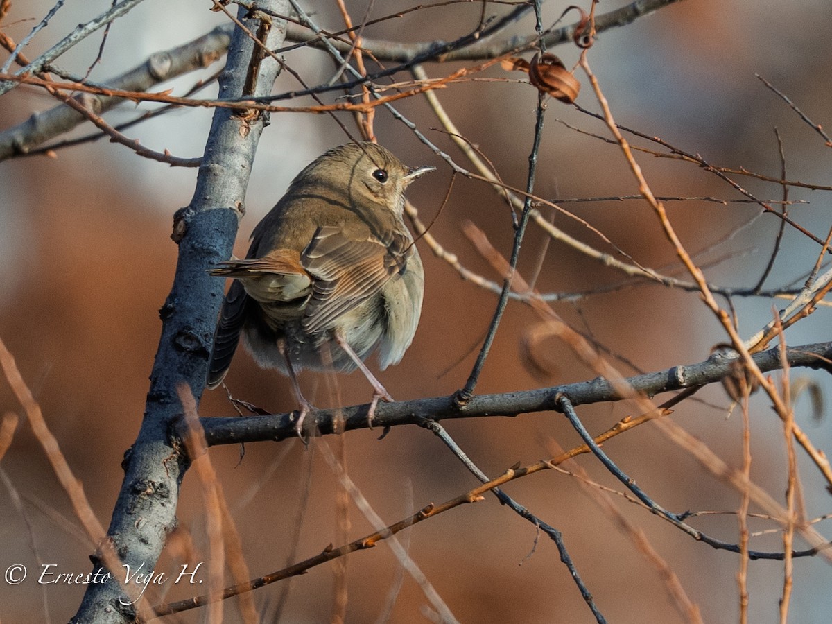 Münzevi Bülbül Ardıcı (faxoni/crymophilus) - ML646706896