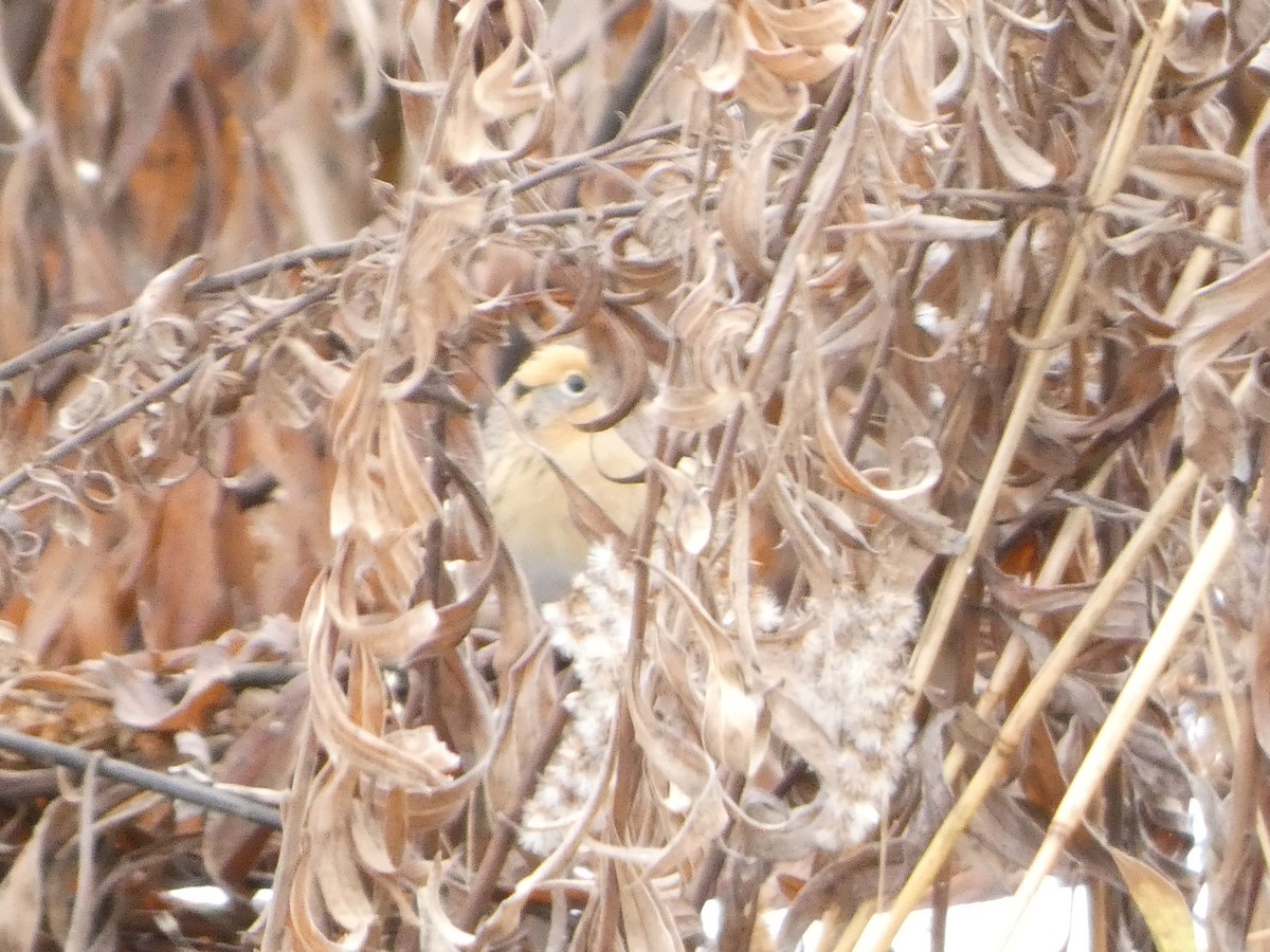 LeConte's Sparrow - ML646706897