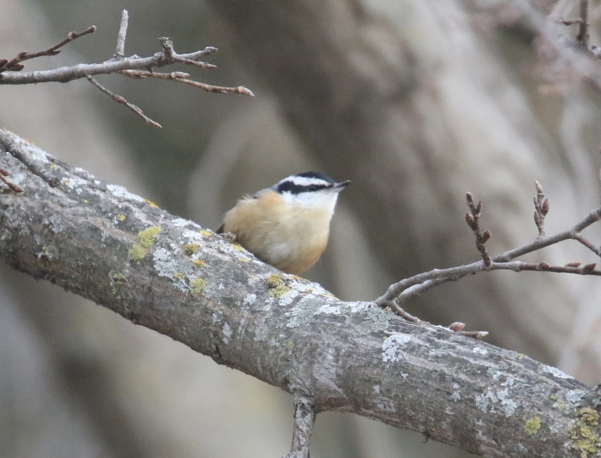 Kanada Sıvacısı - ML646706899