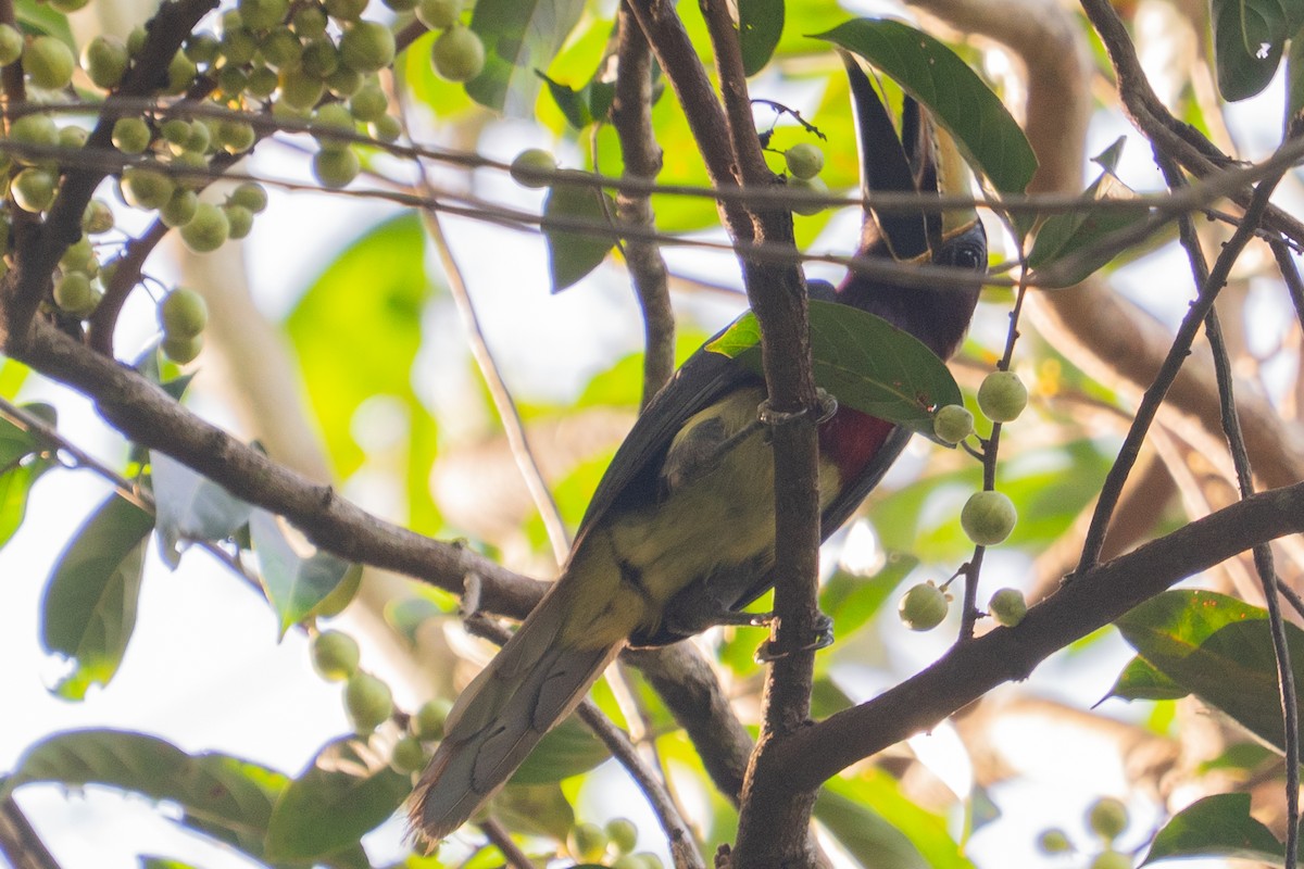 Kırmızı Enseli Arasari - ML646706900