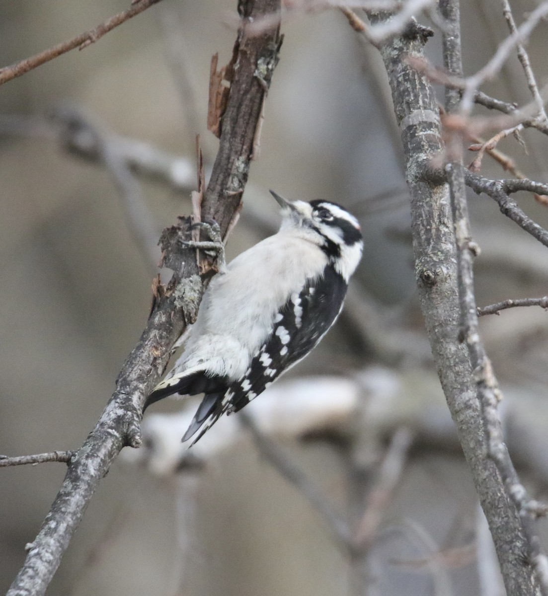 Yumuşak Tüylü Ağaçkakan - ML646706901