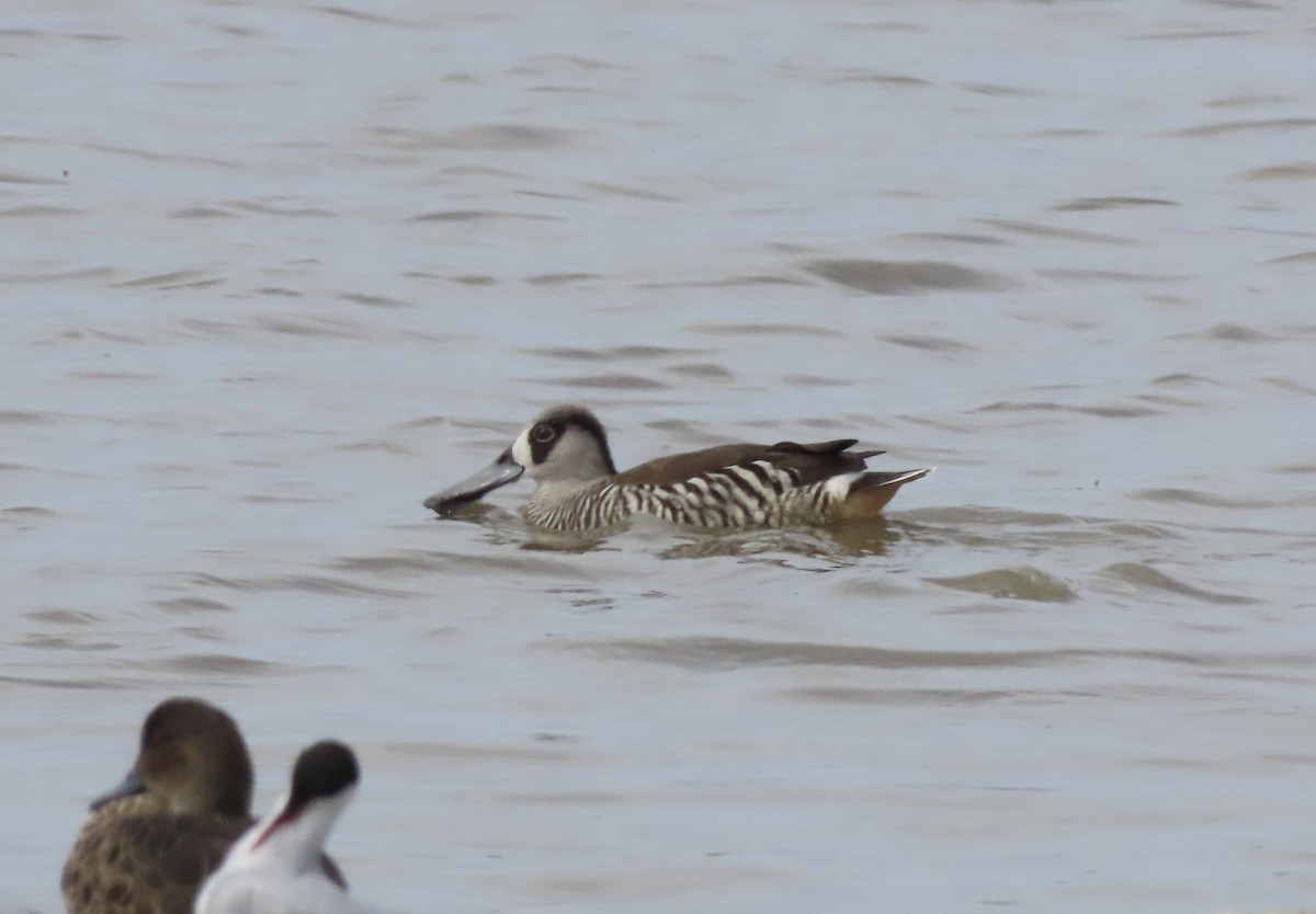 Zebra Ördeği - ML646706902