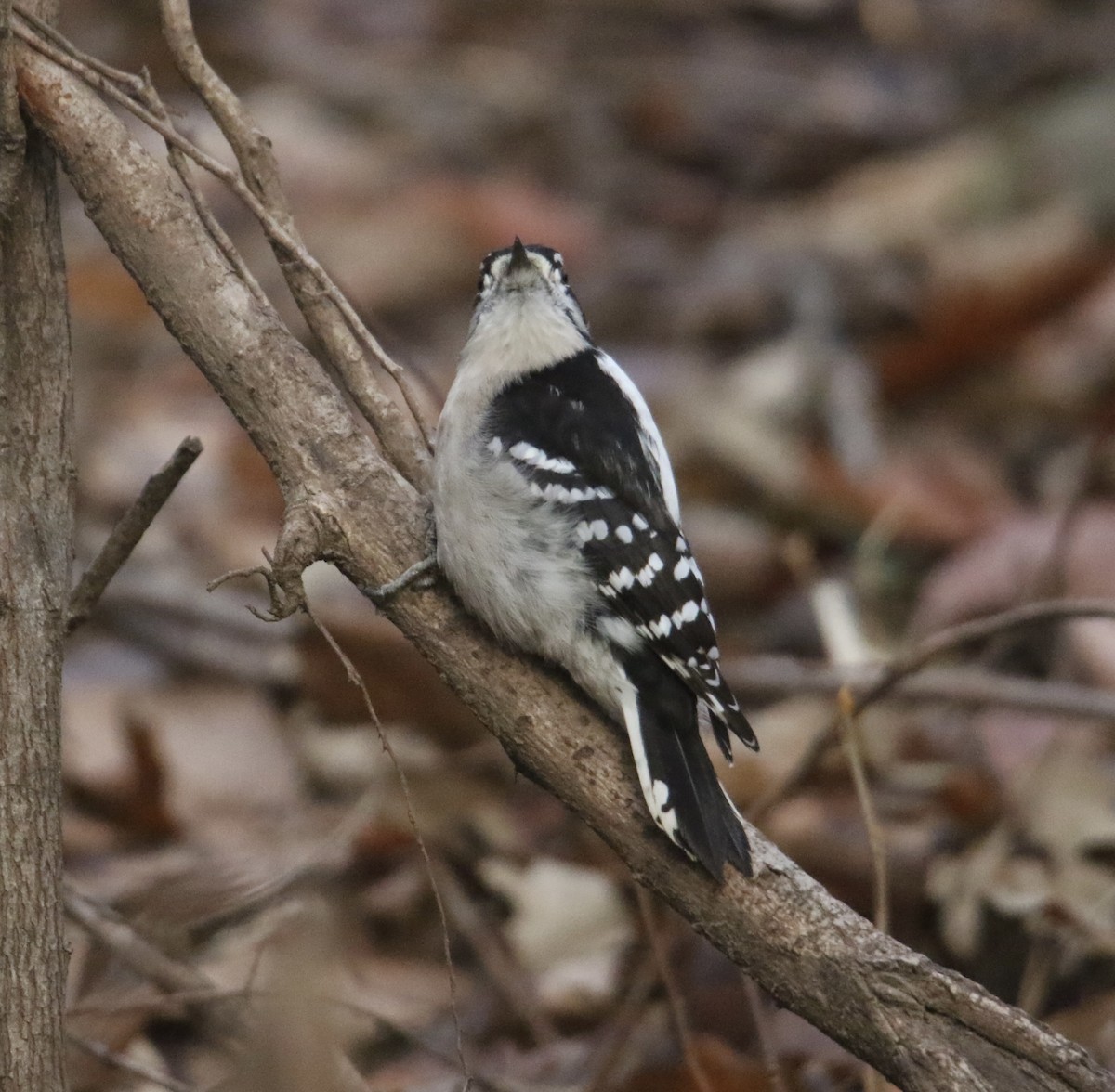 Yumuşak Tüylü Ağaçkakan - ML646706903