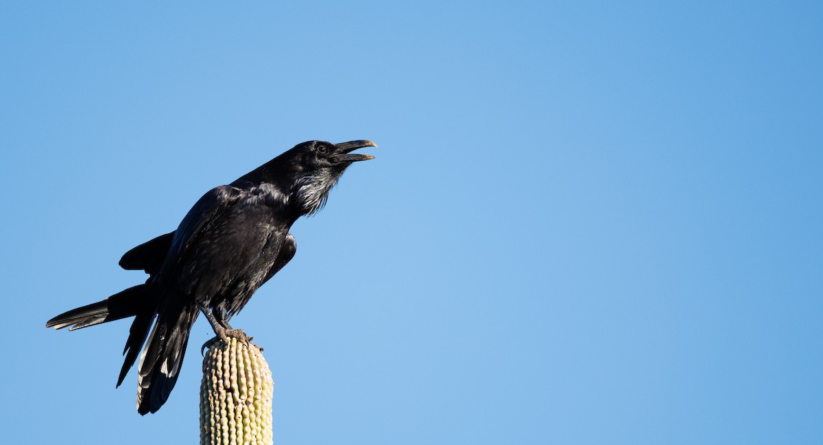 krkavec velký - ML646706904