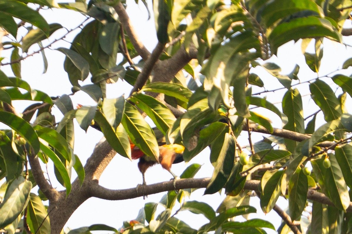 Gould Tukaneti - ML646706912