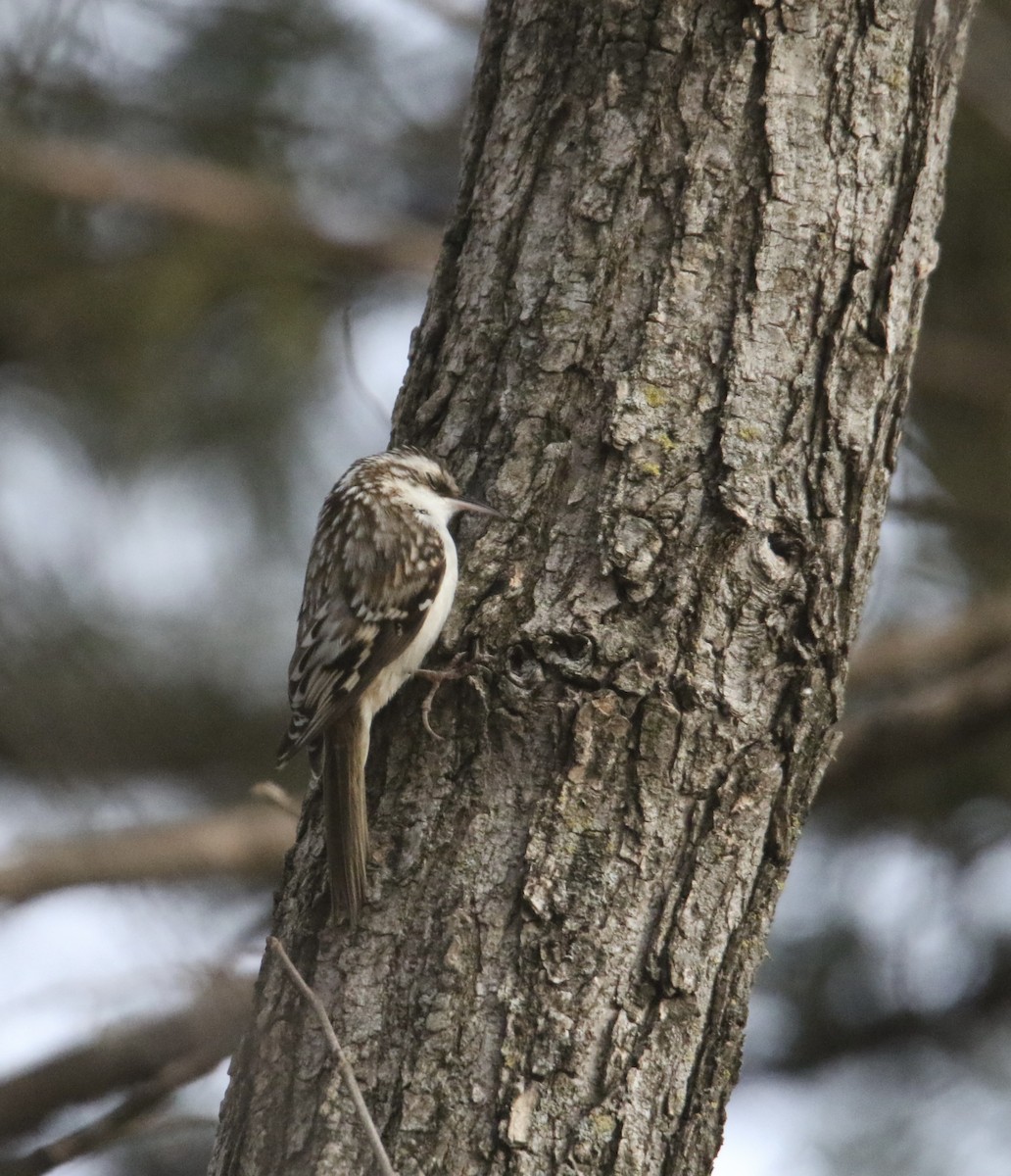 Amerika Tırmaşıkkuşu - ML646706914