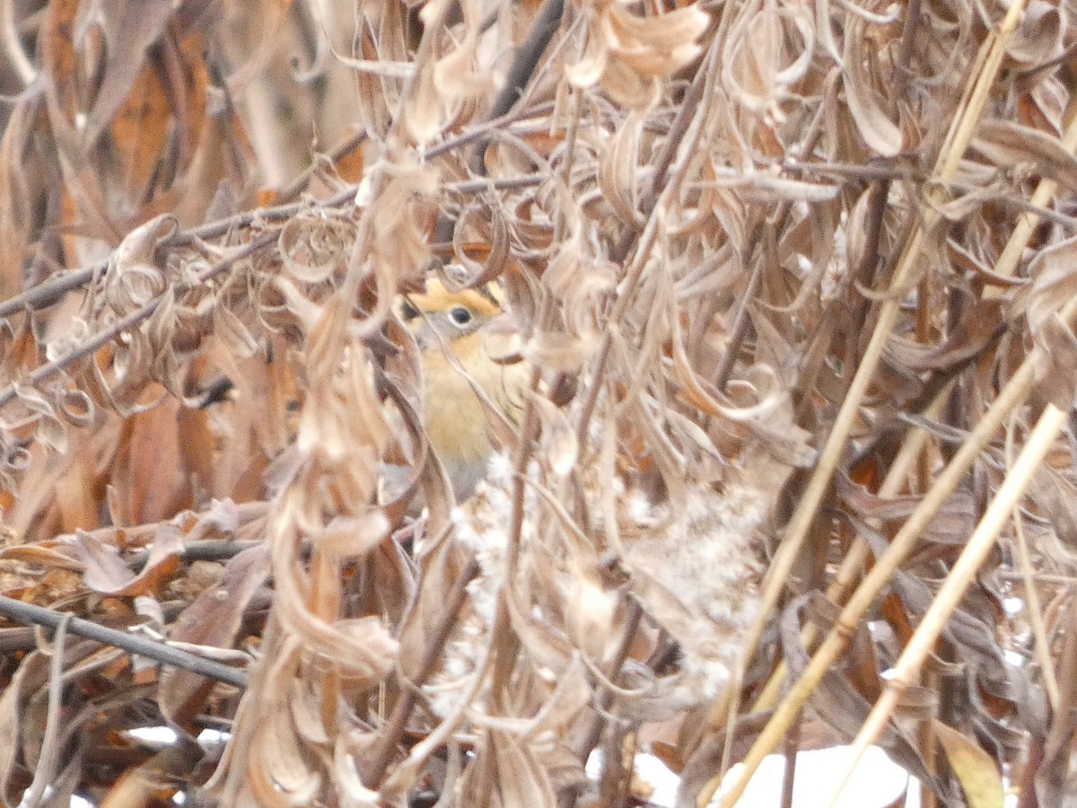 LeConte's Sparrow - ML646706915
