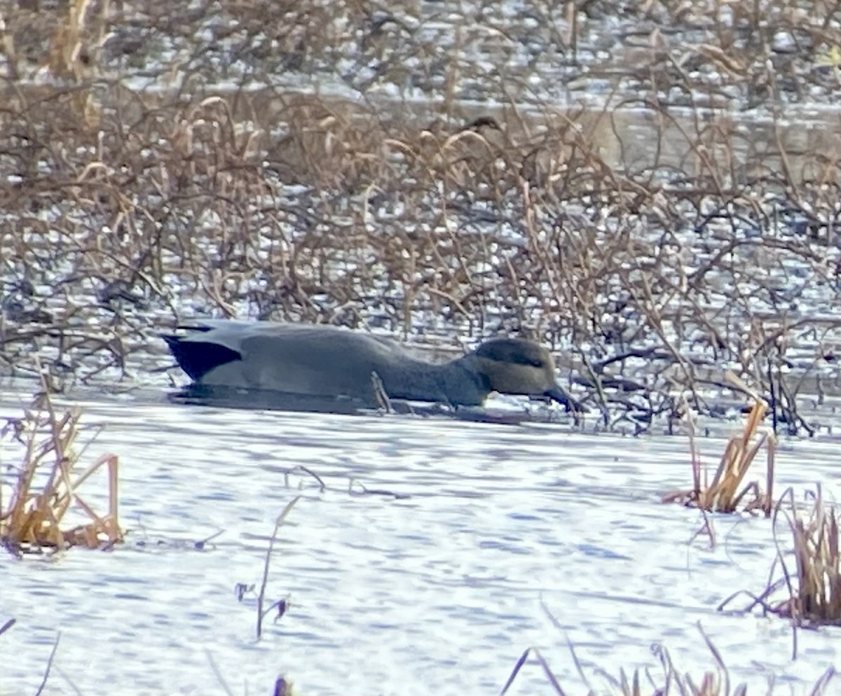 Boz Ördek - ML646706916