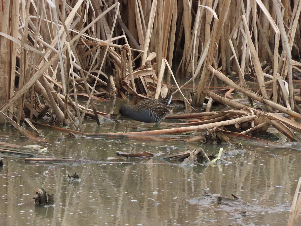 Australian Crake - ML646706917