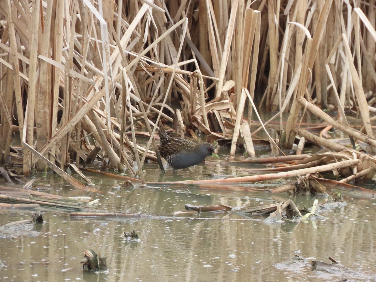 Australian Crake - ML646706918