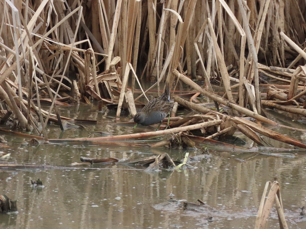 Avustralya Suyelvesi - ML646706919