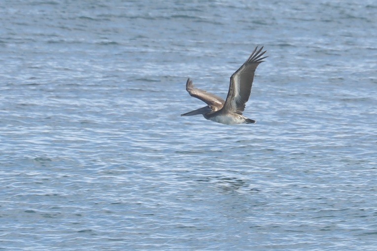 Kahverengi Pelikan - ML646706920