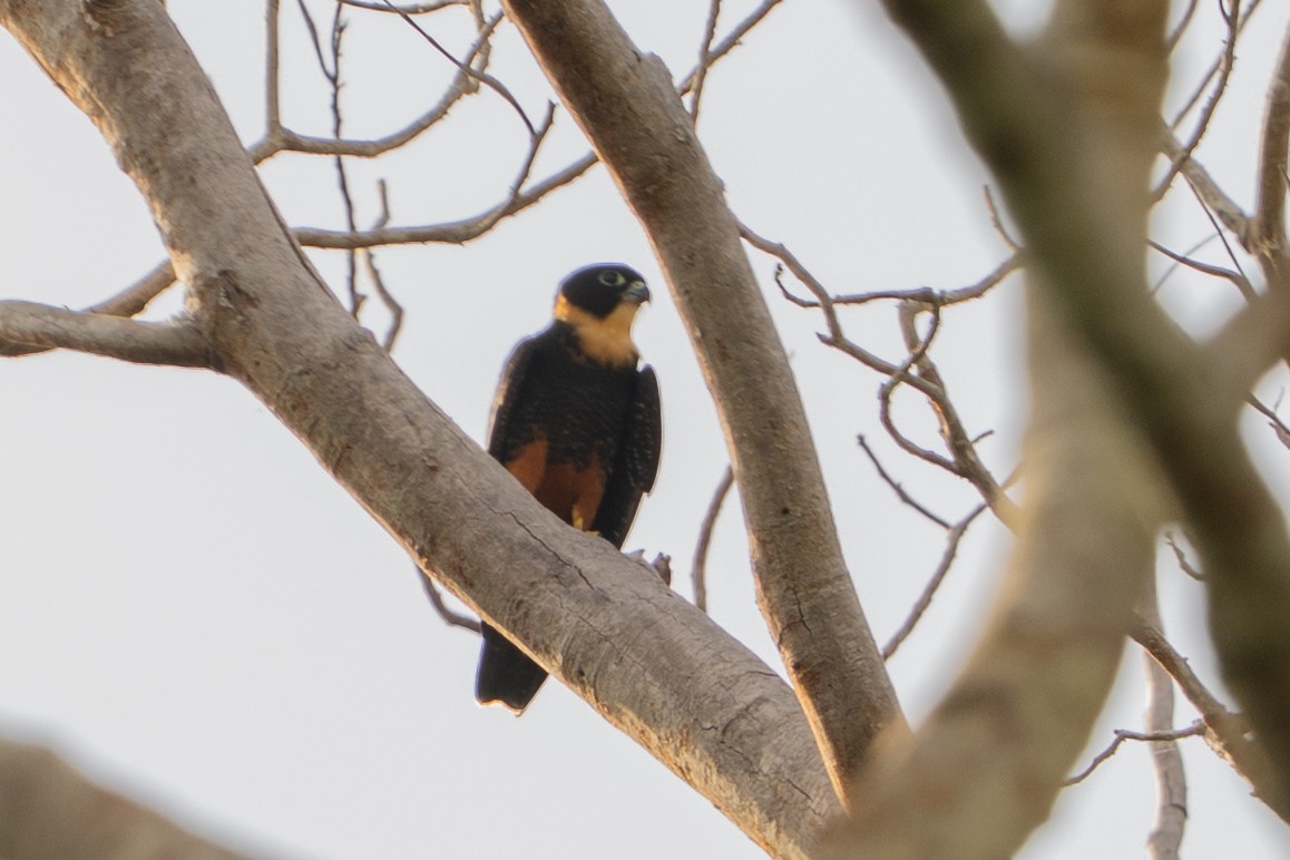 langtåfalk - ML646706922