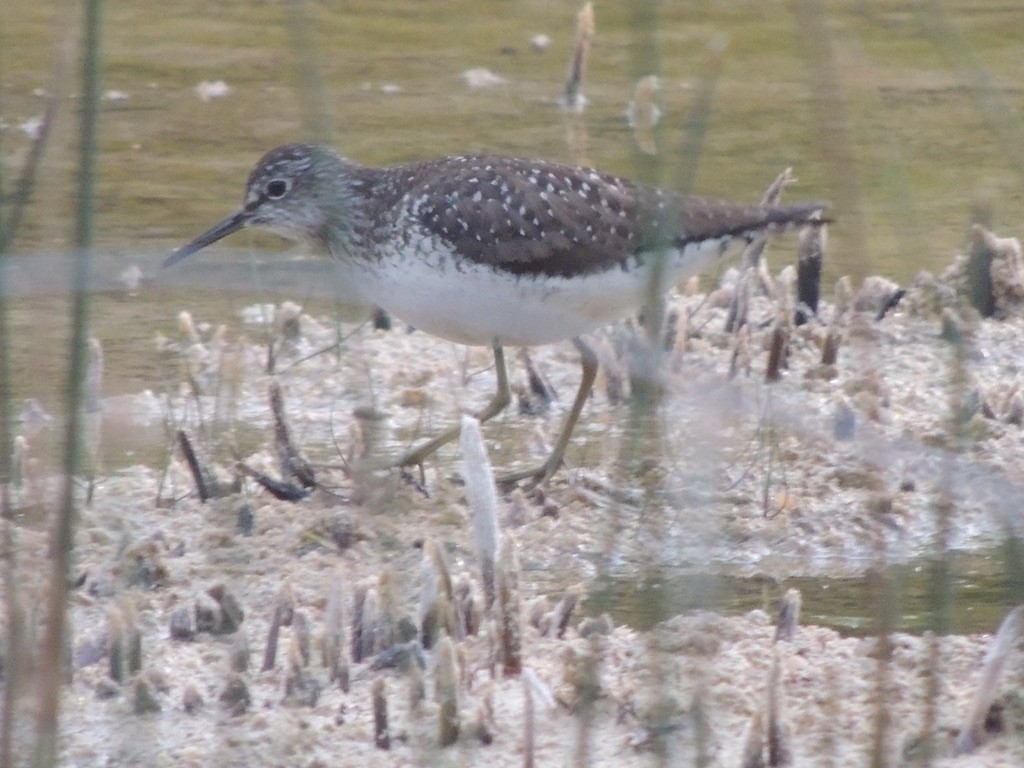 Solitary Sandpiper - ML646706925