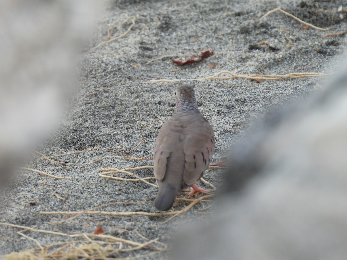 Sperlingstäubchen - ML646706928