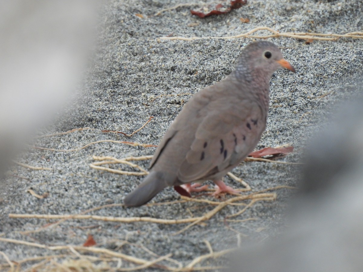 Sperlingstäubchen - ML646706929