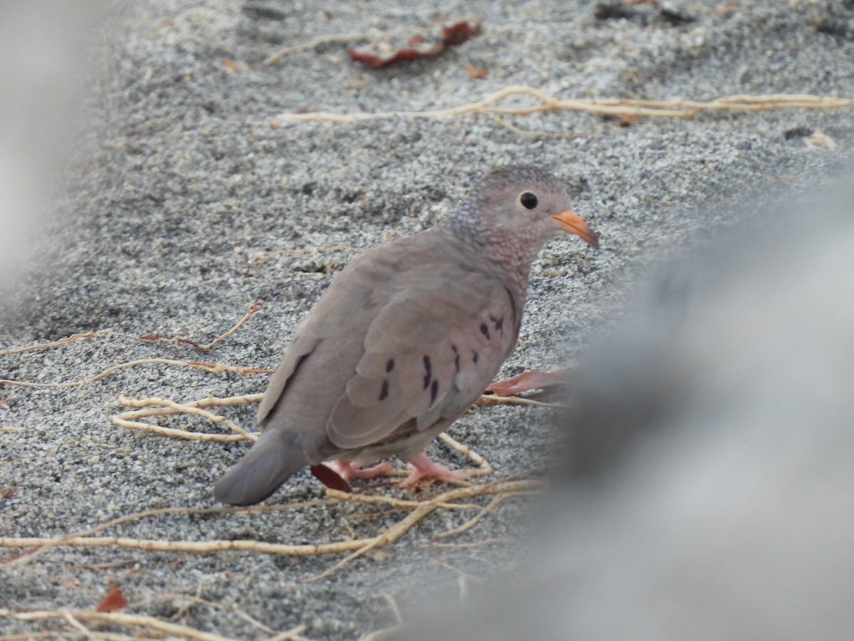 Sperlingstäubchen - ML646706930