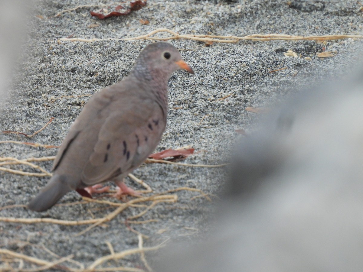 Sperlingstäubchen - ML646706931