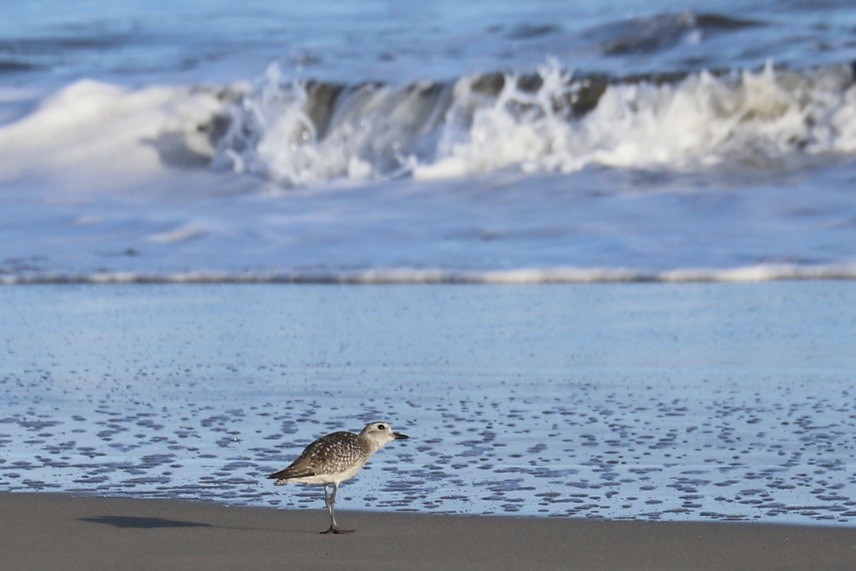 Black-bellied Plover - ML646706933