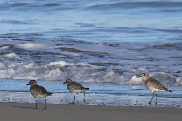 Black-bellied Plover - ML646706934