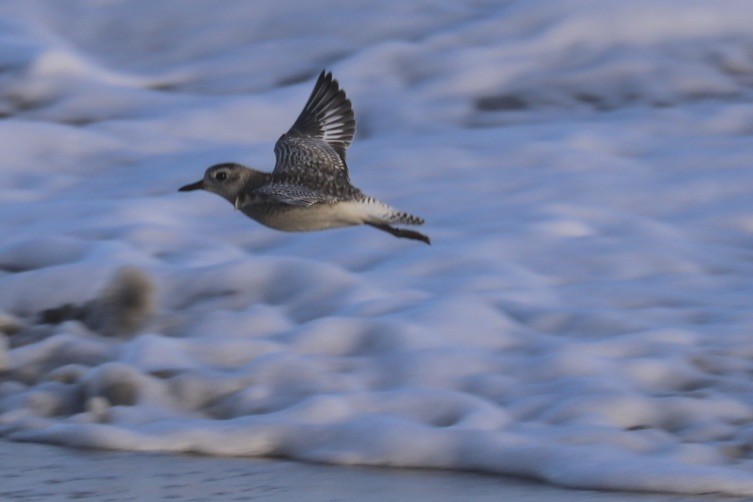 Black-bellied Plover - ML646706935