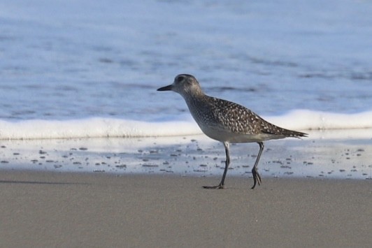 Black-bellied Plover - ML646706936