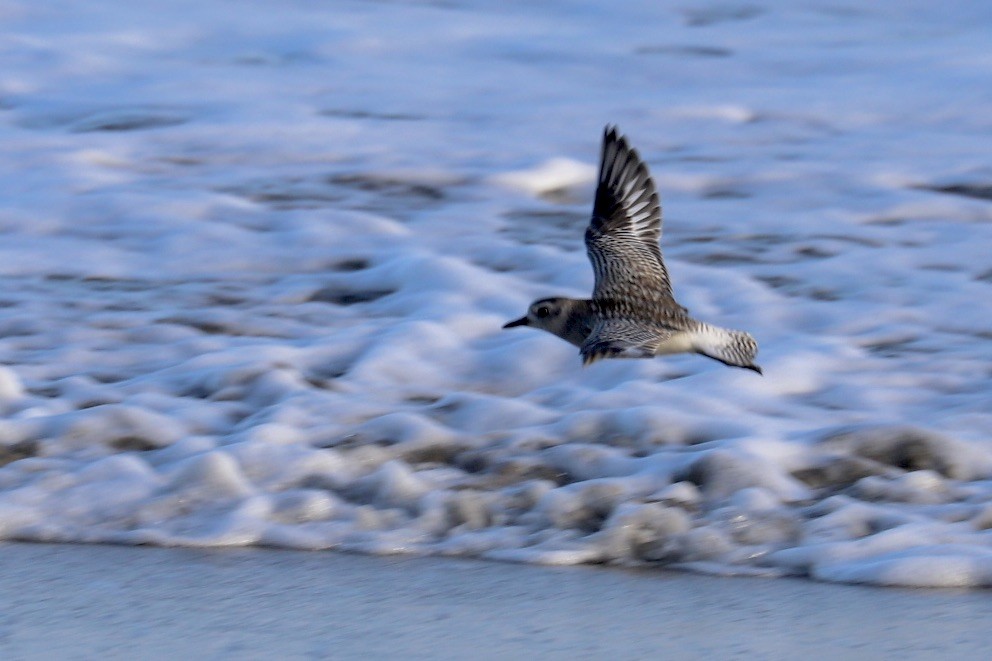 Black-bellied Plover - ML646706938