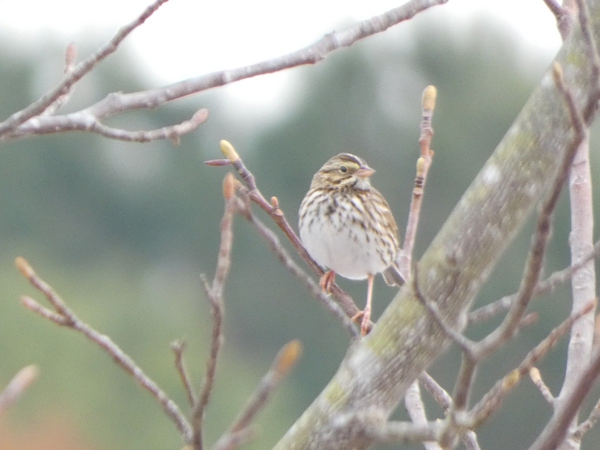 Savannah Sparrow - ML646706939