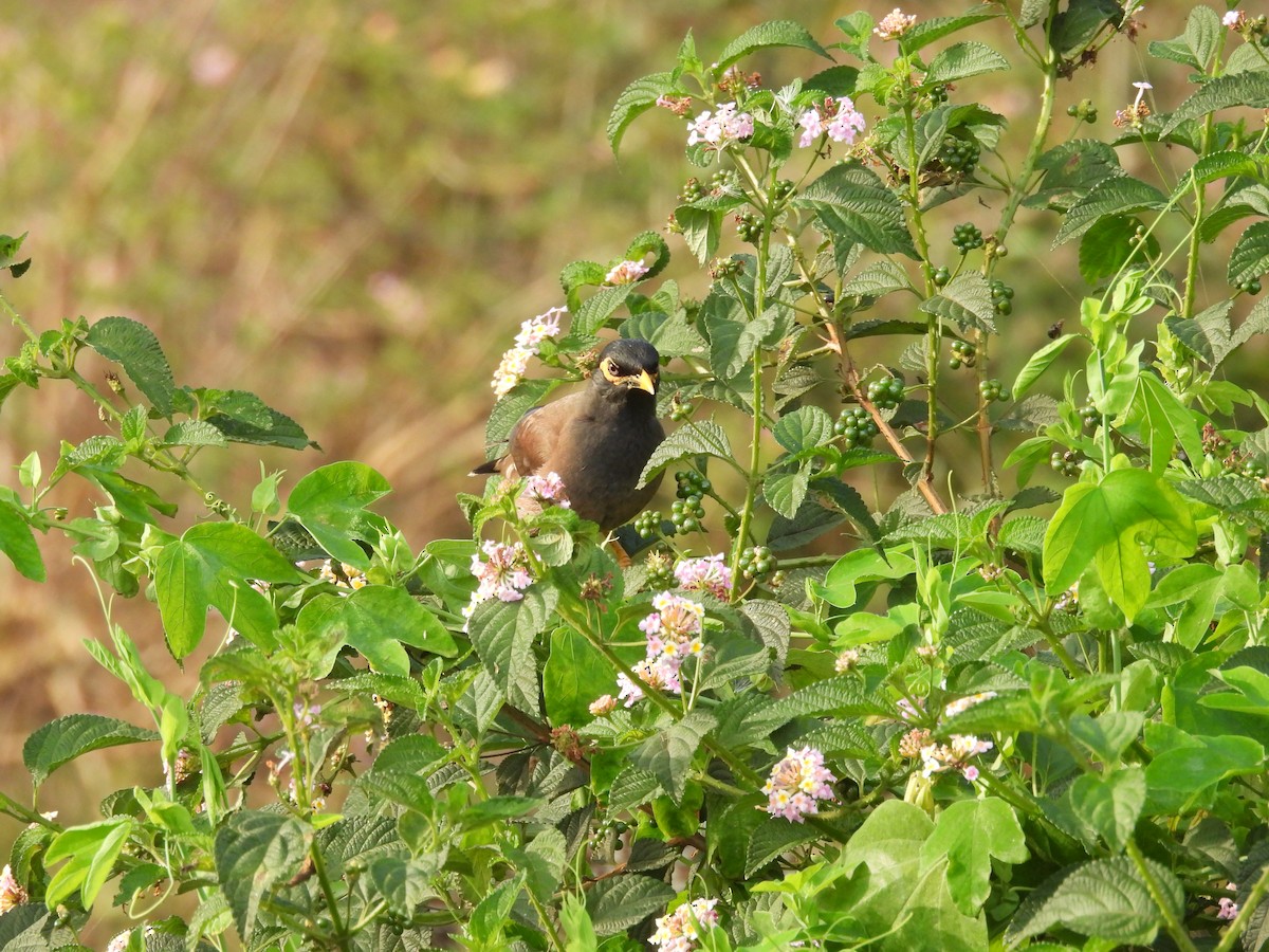 Майна індійська - ML646706941