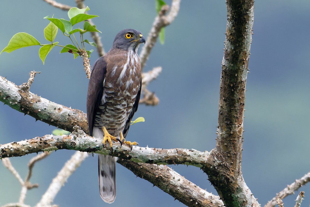 カンムリオオタカ - ML646706942