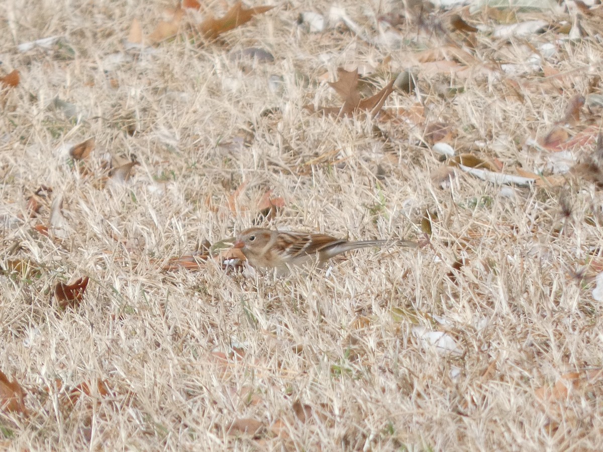 Field Sparrow - ML646706943