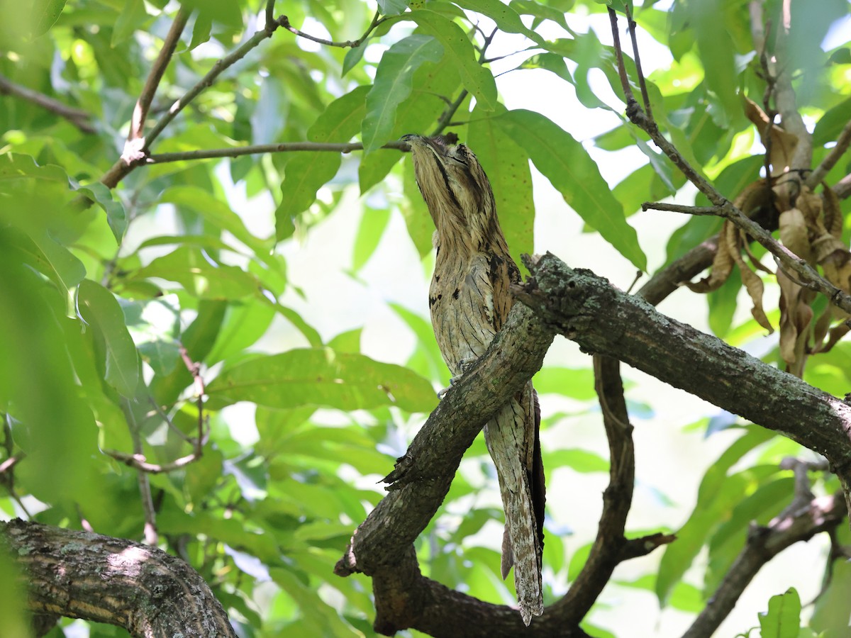 Northern Potoo - ML646706944