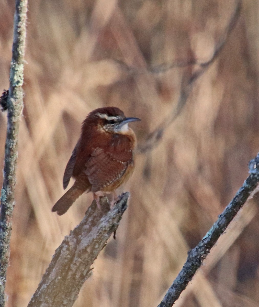 Carolina Wren - ML646706946